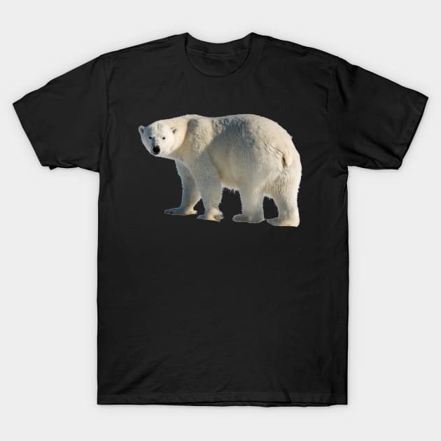 Polar Bear T-Shirt by Endangered Animals